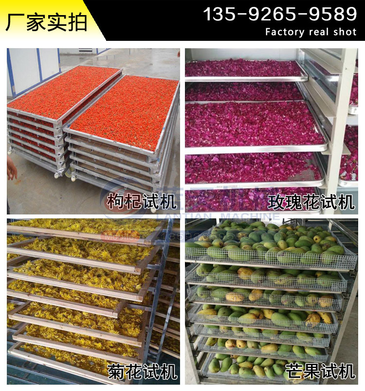 野菊花烘干機(jī)試機(jī)